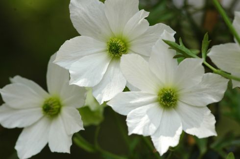 Clematis 'Early Sensation'